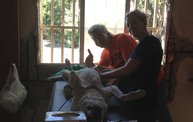 Mapleview Animal Hospital in Guatemala 10