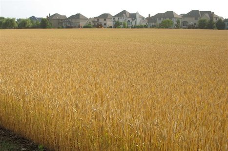 A field of soft red winter wheat about a week away from harvest is pictured in the Chicago suburb of Naperville, Illinois, June 24, 2007. RE A field of soft red winter wheat about a week away from harvest is pictured in the Chicago suburb of Naperville, Illinois, June 24, 2007. RE