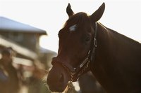 Kentucky Derby winner I'll Have Another is bathed after a morning workout in preparation for the 137th Preakness Stakes at Pimlico Race Cour