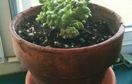 The WTBX Plantscot turns 1! 1