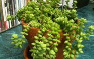 The WTBX Plantscot turns 1! 2