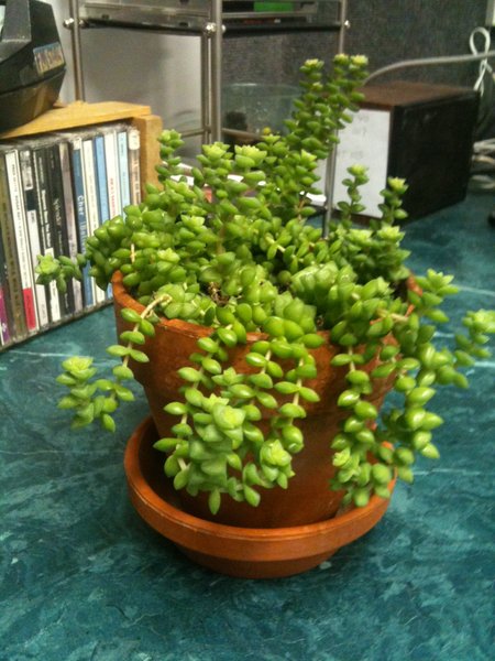 1 year in the studio with the green thumbs that work at TBX!