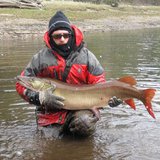 DNR fish crews in northern Wisconsin captured this 49 inch, 36-pound musky during spring 2012 musky surveys DNR fish crews in northern Wisconsin captured this 49 inch, 36-pound musky during spring 2012 musky surveys