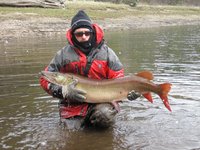 DNR fish crews in northern Wisconsin captured this 49 inch, 36-pound musky during spring 2012 musky surveys