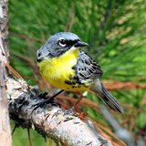 Kirtland's Warbler (courtesy of ebird.org)