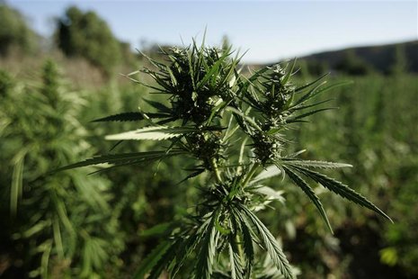 Marijuana plants grow near a road in the Rif region, near Chefchaouen August 11, 2008. REUTERS/Rafael Marchante Marijuana plants grow near a road in the Rif region, near Chefchaouen August 11, 2008. REUTERS/Rafael Marchante