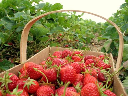 Strawberry picking Strawberry picking