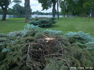 Trees illegally cut down in Menasha's Jefferson Park are seen, May 31, 2012. (courtesy of FOX 11) Trees illegally cut down in Menasha's Jefferson Park are seen, May 31, 2012. (courtesy of FOX 11)