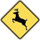 Deer Crossing 
