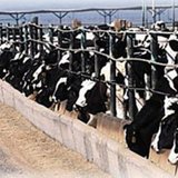 A large dairy farm A large dairy farm