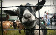 Sheboygan Harborfest 2012: Cover Image
