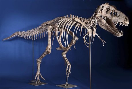 An eight-foot tall, 24-foot long, 75% complete Tyrannosaurus bataar skeleton is seen in this undated handout photo from Heritage Auctions in An eight-foot tall, 24-foot long, 75% complete Tyrannosaurus bataar skeleton is seen in this undated handout photo from Heritage Auctions in