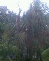Storm Damage 2012 5