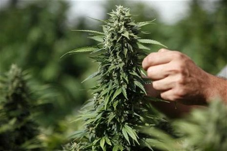 A worker touches a cannabis plant at a growing facility for the Tikun Olam company near the northern city of Safed August 22, 2010. REUTERS/ A worker touches a cannabis plant at a growing facility for the Tikun Olam company near the northern city of Safed August 22, 2010. REUTERS/
