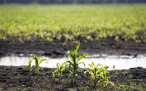 Corn stalks begin to sprout up in a corn field near Cambridge, Iowa, June 27, 2008. REUTERS/Kevin Sanders Corn stalks begin to sprout up in a corn field near Cambridge, Iowa, June 27, 2008. REUTERS/Kevin Sanders
