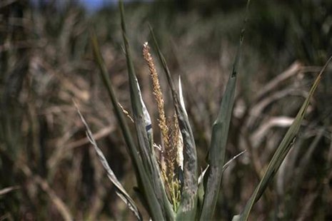 A corn plant, damaged due to lack of water, is photographed in a corn field in Centerville, Iowa July 11, 2012. REUTERS/Adrees Latif A corn plant, damaged due to lack of water, is photographed in a corn field in Centerville, Iowa July 11, 2012. REUTERS/Adrees Latif