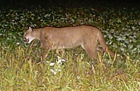 Cougar photographed in Buffalo County, WI Cougar photographed in Buffalo County, WI