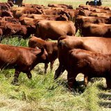 Cattle in a field Cattle in a field