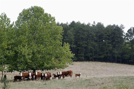 Cows graze in a drought-damaged pasture as temperatures climbed to over 100 Fahrenheit (37.7 Celsius) in Jasper, Indiana, July 24, 2012. REU Cows graze in a drought-damaged pasture as temperatures climbed to over 100 Fahrenheit (37.7 Celsius) in Jasper, Indiana, July 24, 2012. REU