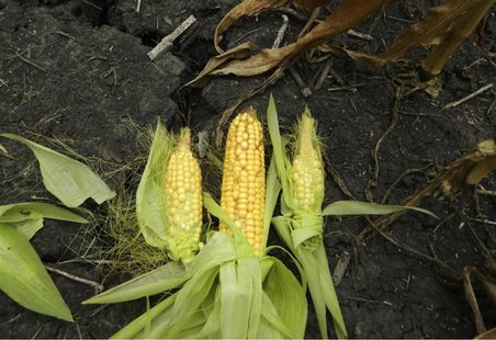 Drought-damaged ears of corn are seen against dry, cracked earth on a farm near Fairbury, Illinois July 24, 2012. REUTERS/Karl Plume Drought-damaged ears of corn are seen against dry, cracked earth on a farm near Fairbury, Illinois July 24, 2012. REUTERS/Karl Plume