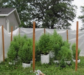 Some marijuana plants were found growing outside Some marijuana plants were found growing outside