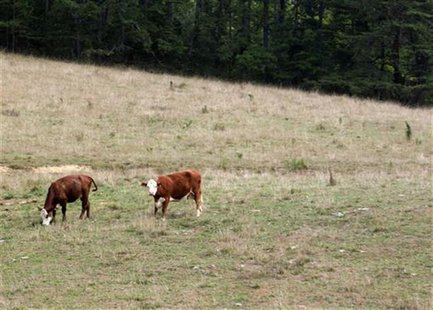 Cows feed in a drought-damaged pasture as temperatures climb over 100 degrees Fahrenheit (38 degrees Celsius) in Jasper, Indiana, July 24, 2 Cows feed in a drought-damaged pasture as temperatures climb over 100 degrees Fahrenheit (38 degrees Celsius) in Jasper, Indiana, July 24, 2