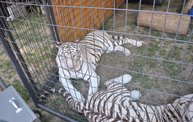 Wisconsin Valley Fair 2012 17