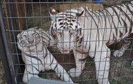 Wisconsin Valley Fair 2012 15