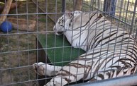 Wisconsin Valley Fair 2012 22