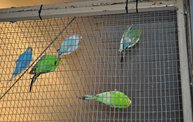 Wisconsin Valley Fair 2012 19