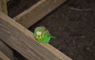 Wisconsin Valley Fair 2012 18