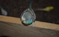 Wisconsin Valley Fair 2012 27