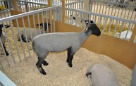 Wisconsin Valley Fair 2012 5