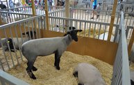 Wisconsin Valley Fair 2012 4