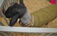 Wisconsin Valley Fair 2012 11