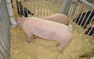 Wisconsin Valley Fair 2012 10