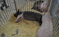 Wisconsin Valley Fair 2012 9