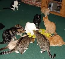 Cats Cats