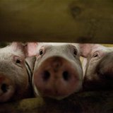 Pigs stick their noses through a gate in the animal pavilion at the Green Week Agriculture and Food fair in Berlin, January 19, 2012. REUTER Pigs stick their noses through a gate in the animal pavilion at the Green Week Agriculture and Food fair in Berlin, January 19, 2012. REUTER