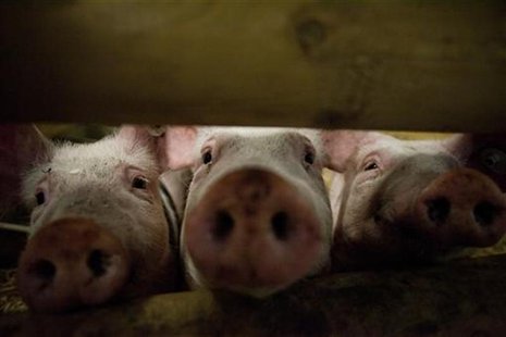Pigs stick their noses through a gate in the animal pavilion at the Green Week Agriculture and Food fair in Berlin, January 19, 2012. REUTER Pigs stick their noses through a gate in the animal pavilion at the Green Week Agriculture and Food fair in Berlin, January 19, 2012. REUTER