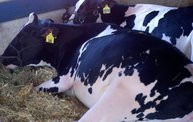 Wisconsin Valley Fair 2012 6