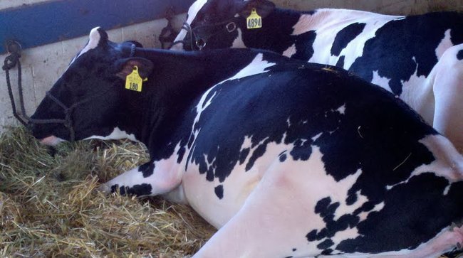 Moooo.