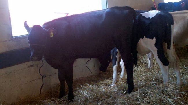 More mooo.