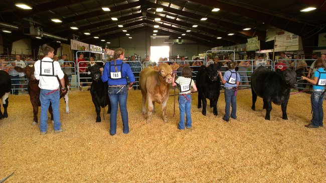 Judging steers