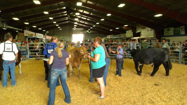 Judging steers