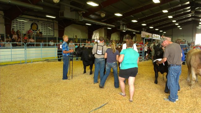 Judging steers