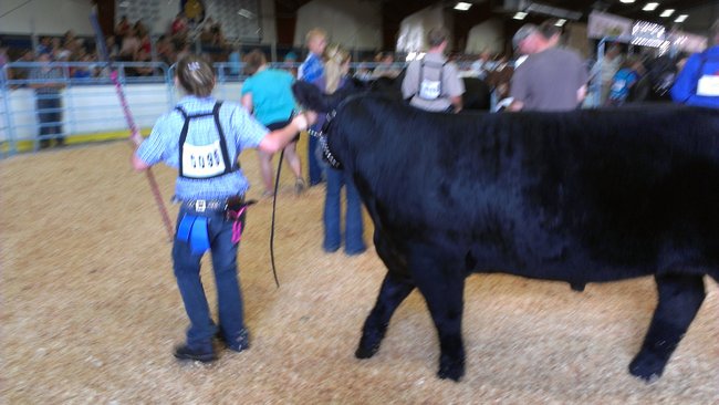 Showing steers