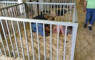 Wisconsin Valley Fair 2012 24