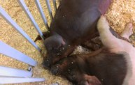 Wisconsin Valley Fair 2012 23