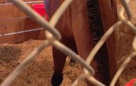 Wisconsin Valley Fair 2012 22